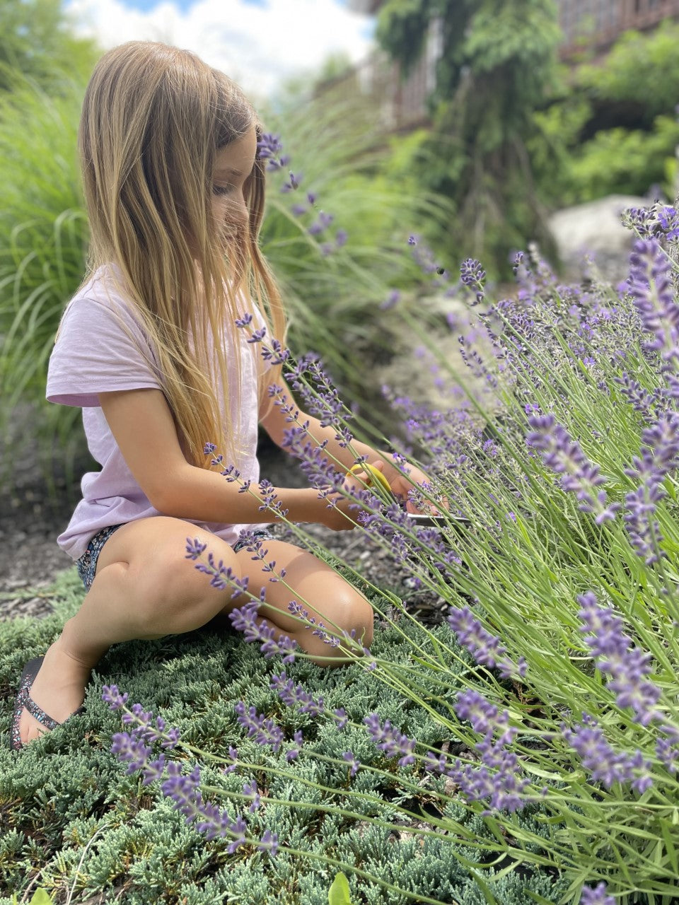 Duo sérum visage et savon agencé - Lavande et calendule