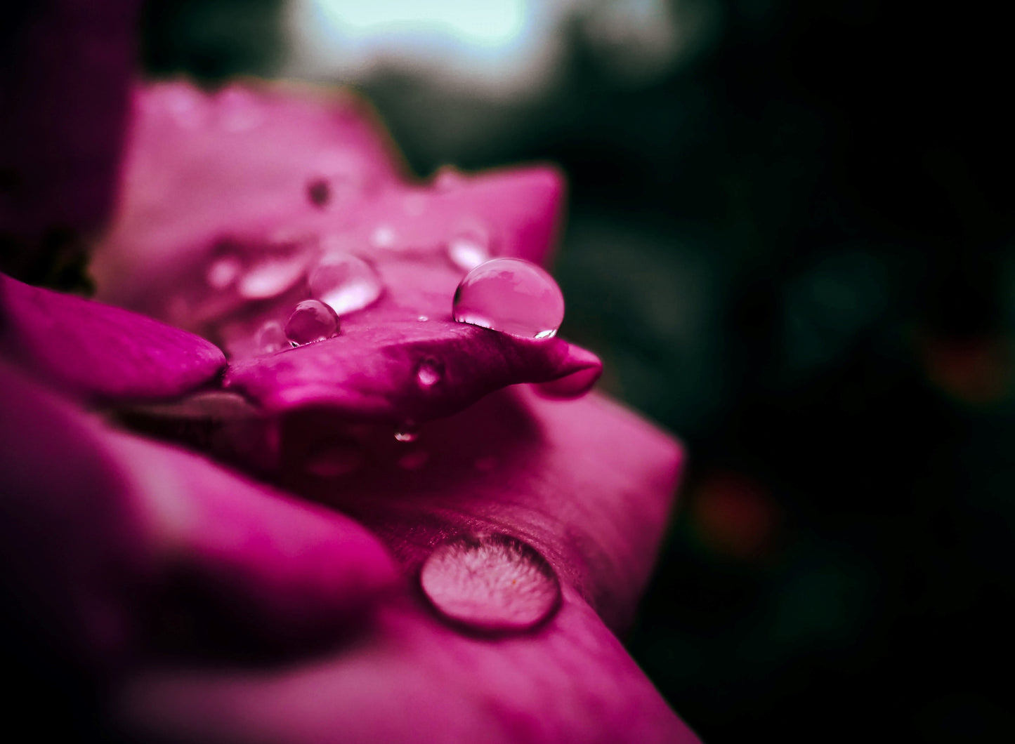 Sérum visage - Rose et Géranium rosat